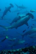 Galapagos Aggressor